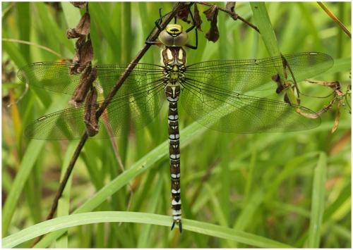 Réf. 195 076 : Aeshna cyanea